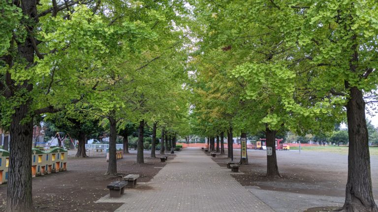ふじみ野市の西中央公園の銀杏並木が色づき始めました。 上福岡駅が最寄り、川越街道沿い安心安全の室内型トランクルーム・レンタル収納庫・貸し